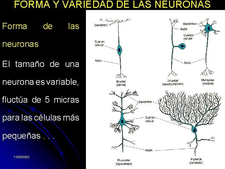 FORMA Y VARIEDAD DE LAS NEURONAS Forma de las neuronas El tamaño de una FORMA Y VARIEDAD DE LAS NEURONAS Forma de las neuronas El tamaño de una