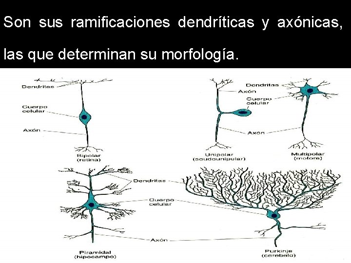 Son sus ramificaciones dendríticas y axónicas, las que determinan su morfología. 11/30/2020 Dr. Omar Son sus ramificaciones dendríticas y axónicas, las que determinan su morfología. 11/30/2020 Dr. Omar
