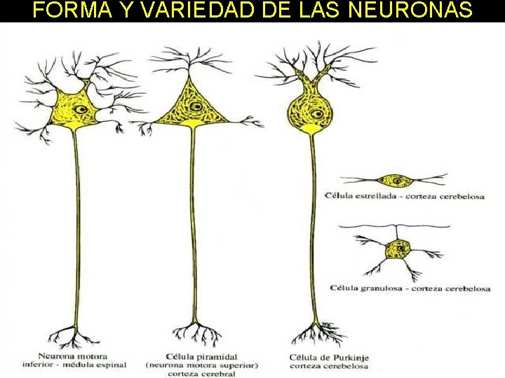 FORMA Y VARIEDAD DE LAS NEURONAS 11/30/2020 Dr. Omar Diaz Tablas 24 FORMA Y VARIEDAD DE LAS NEURONAS 11/30/2020 Dr. Omar Diaz Tablas 24