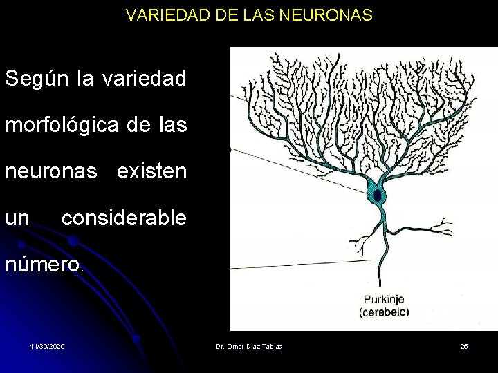 VARIEDAD DE LAS NEURONAS Según la variedad morfológica de las neuronas existen un considerable VARIEDAD DE LAS NEURONAS Según la variedad morfológica de las neuronas existen un considerable
