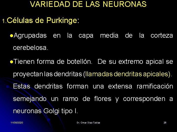 VARIEDAD DE LAS NEURONAS 1. Células de Purkinge: l. Agrupadas en la capa media VARIEDAD DE LAS NEURONAS 1. Células de Purkinge: l. Agrupadas en la capa media