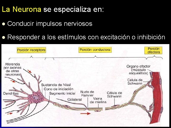 La Neurona se especializa en: l Conducir impulsos nerviosos l Responder a los estímulos La Neurona se especializa en: l Conducir impulsos nerviosos l Responder a los estímulos
