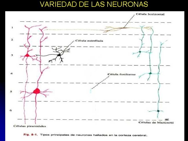 VARIEDAD DE LAS NEURONAS 11/30/2020 Dr. Omar Diaz Tablas 33 VARIEDAD DE LAS NEURONAS 11/30/2020 Dr. Omar Diaz Tablas 33