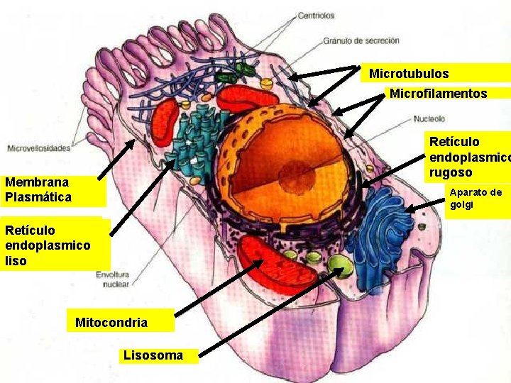 Microtubulos Microfilamentos Retículo endoplasmico rugoso Membrana Plasmática Aparato de golgi Retículo endoplasmico liso Mitocondria Microtubulos Microfilamentos Retículo endoplasmico rugoso Membrana Plasmática Aparato de golgi Retículo endoplasmico liso Mitocondria