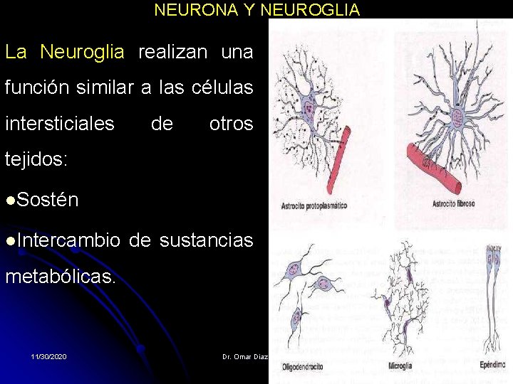 NEURONA Y NEUROGLIA La Neuroglia realizan una función similar a las células intersticiales de NEURONA Y NEUROGLIA La Neuroglia realizan una función similar a las células intersticiales de