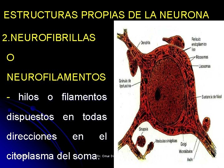 ESTRUCTURAS PROPIAS DE LA NEURONA 2. NEUROFIBRILLAS O NEUROFILAMENTOS - hilos o filamentos dispuestos ESTRUCTURAS PROPIAS DE LA NEURONA 2. NEUROFIBRILLAS O NEUROFILAMENTOS - hilos o filamentos dispuestos