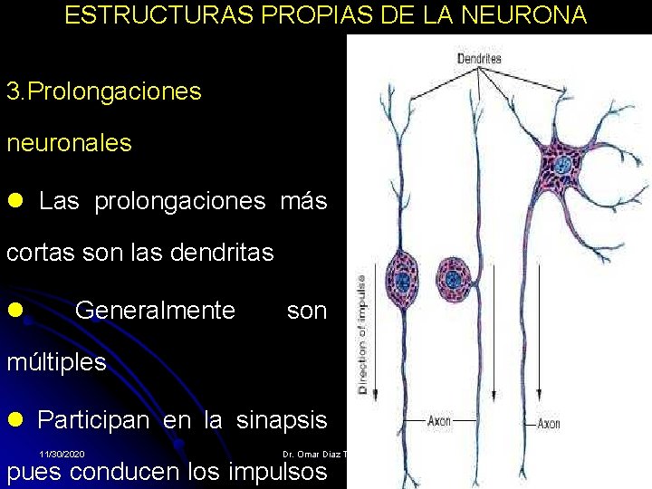 ESTRUCTURAS PROPIAS DE LA NEURONA 3. Prolongaciones neuronales l Las prolongaciones más cortas son ESTRUCTURAS PROPIAS DE LA NEURONA 3. Prolongaciones neuronales l Las prolongaciones más cortas son