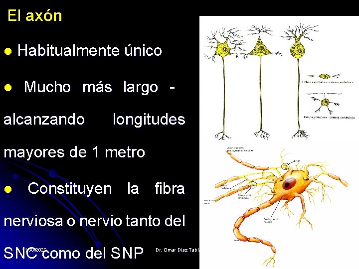 El axón l l Habitualmente único Mucho más largo - alcanzando longitudes mayores de El axón l l Habitualmente único Mucho más largo - alcanzando longitudes mayores de