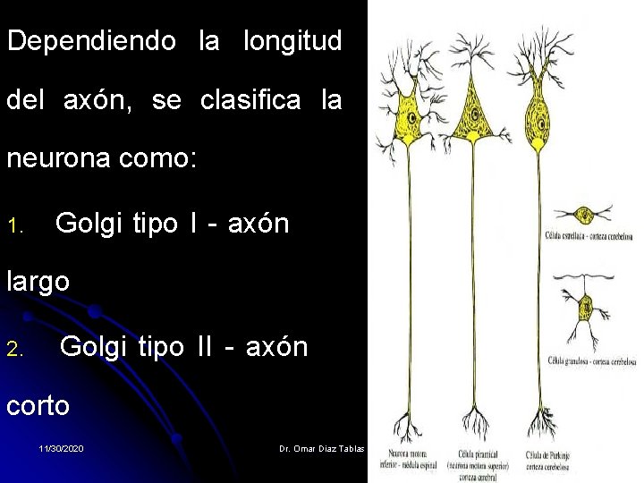 Dependiendo la longitud del axón, se clasifica la neurona como: 1. Golgi tipo I Dependiendo la longitud del axón, se clasifica la neurona como: 1. Golgi tipo I