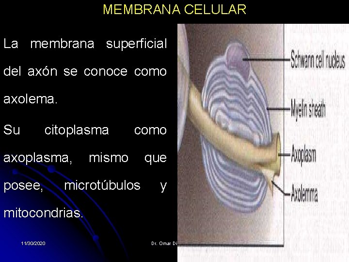 MEMBRANA CELULAR La membrana superficial del axón se conoce como axolema. Su citoplasma axoplasma, MEMBRANA CELULAR La membrana superficial del axón se conoce como axolema. Su citoplasma axoplasma,