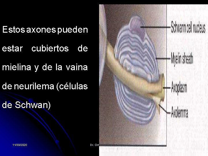 Estos axones pueden estar cubiertos de mielina y de la vaina de neurilema (células Estos axones pueden estar cubiertos de mielina y de la vaina de neurilema (células