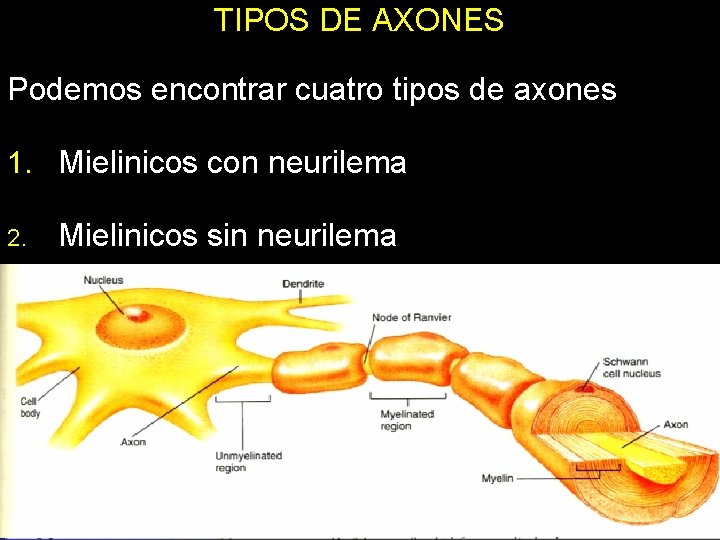 TIPOS DE AXONES Podemos encontrar cuatro tipos de axones 1. Mielinicos con neurilema 2. TIPOS DE AXONES Podemos encontrar cuatro tipos de axones 1. Mielinicos con neurilema 2.