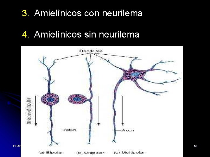 3. Amielìnicos con neurilema 4. Amielìnicos sin neurilema 11/30/2020 Dr. Omar Diaz Tablas 51 3. Amielìnicos con neurilema 4. Amielìnicos sin neurilema 11/30/2020 Dr. Omar Diaz Tablas 51