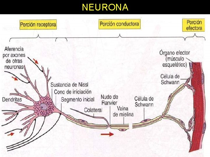 NEURONA 11/30/2020 Dr. Omar Diaz Tablas 52 NEURONA 11/30/2020 Dr. Omar Diaz Tablas 52