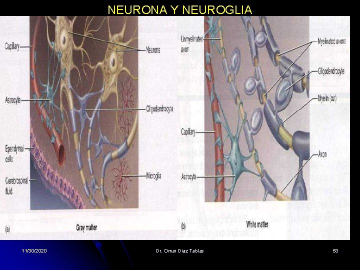 NEURONA Y NEUROGLIA 11/30/2020 Dr. Omar Diaz Tablas 53 NEURONA Y NEUROGLIA 11/30/2020 Dr. Omar Diaz Tablas 53