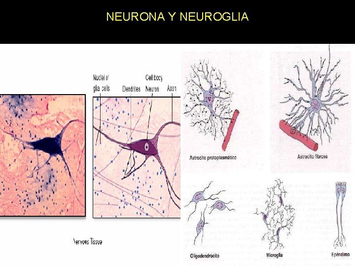 NEURONA Y NEUROGLIA 11/30/2020 Dr. Omar Diaz Tablas 54 NEURONA Y NEUROGLIA 11/30/2020 Dr. Omar Diaz Tablas 54