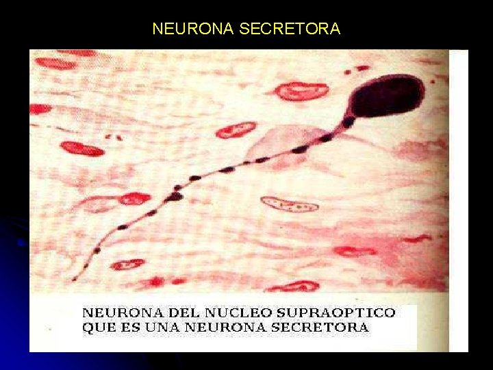 NEURONA SECRETORA 11/30/2020 Dr. Omar Diaz Tablas 55 NEURONA SECRETORA 11/30/2020 Dr. Omar Diaz Tablas 55
