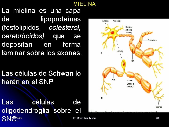 MIELINA La mielina es una capa de lipoproteínas (fosfolipidos, colesterol, cerebrócidos) que se depositan MIELINA La mielina es una capa de lipoproteínas (fosfolipidos, colesterol, cerebrócidos) que se depositan