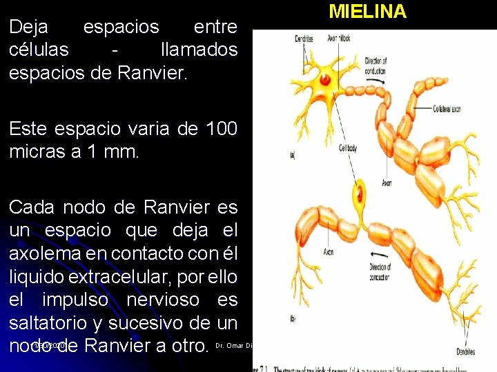 Deja espacios entre células llamados espacios de Ranvier. MIELINA Este espacio varia de 100 Deja espacios entre células llamados espacios de Ranvier. MIELINA Este espacio varia de 100