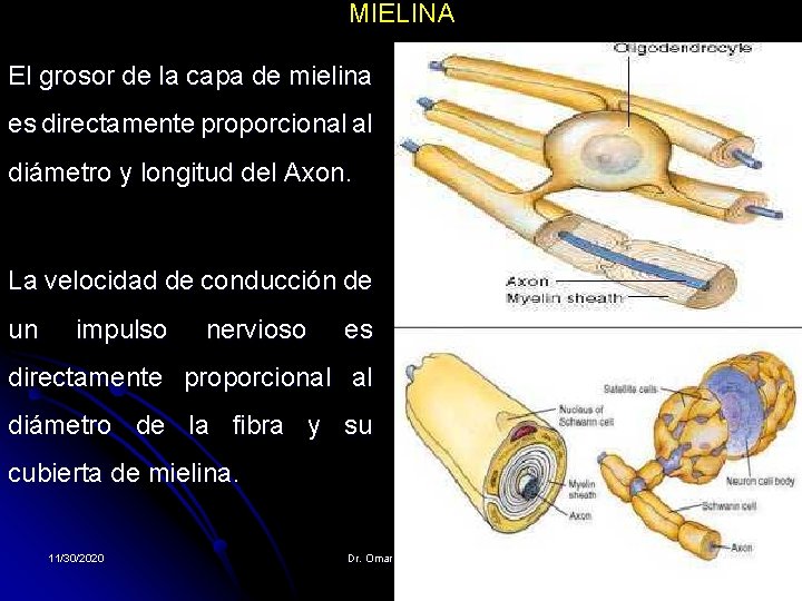 MIELINA El grosor de la capa de mielina es directamente proporcional al diámetro y MIELINA El grosor de la capa de mielina es directamente proporcional al diámetro y