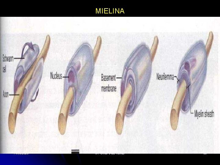 MIELINA 11/30/2020 Dr. Omar Diaz Tablas 59 MIELINA 11/30/2020 Dr. Omar Diaz Tablas 59