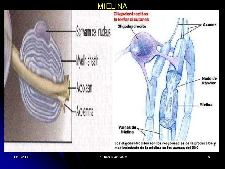 MIELINA 11/30/2020 Dr. Omar Diaz Tablas 60 MIELINA 11/30/2020 Dr. Omar Diaz Tablas 60