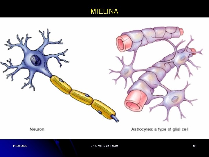 MIELINA 11/30/2020 Dr. Omar Diaz Tablas 61 MIELINA 11/30/2020 Dr. Omar Diaz Tablas 61