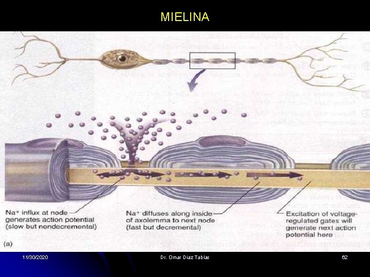 MIELINA 11/30/2020 Dr. Omar Diaz Tablas 62 MIELINA 11/30/2020 Dr. Omar Diaz Tablas 62
