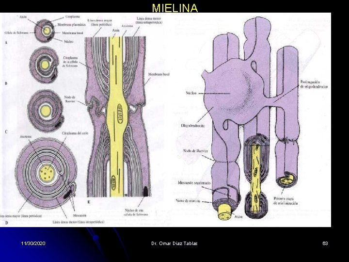 MIELINA 11/30/2020 Dr. Omar Diaz Tablas 63 MIELINA 11/30/2020 Dr. Omar Diaz Tablas 63