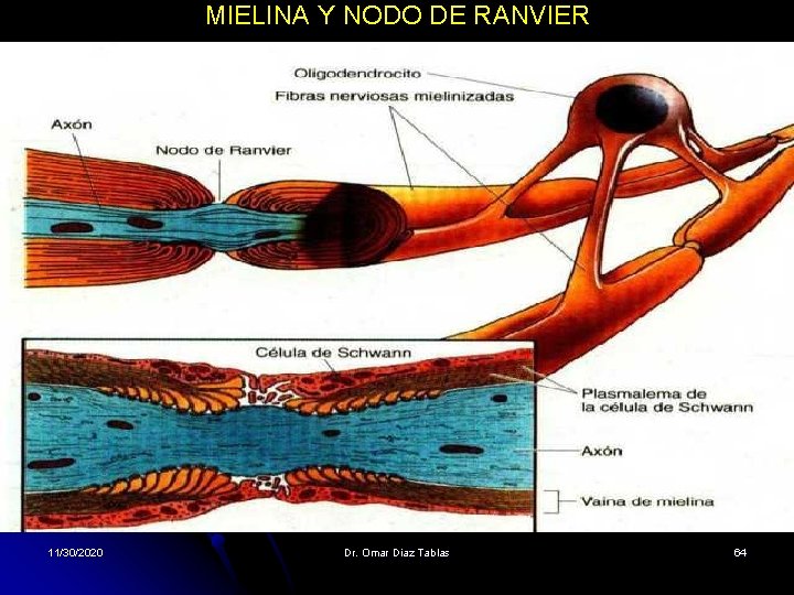 MIELINA Y NODO DE RANVIER 11/30/2020 Dr. Omar Diaz Tablas 64 MIELINA Y NODO DE RANVIER 11/30/2020 Dr. Omar Diaz Tablas 64