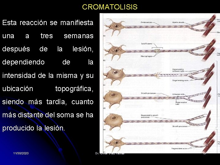 CROMATOLISIS Esta reacción se manifiesta una a después tres de dependiendo semanas la de CROMATOLISIS Esta reacción se manifiesta una a después tres de dependiendo semanas la de