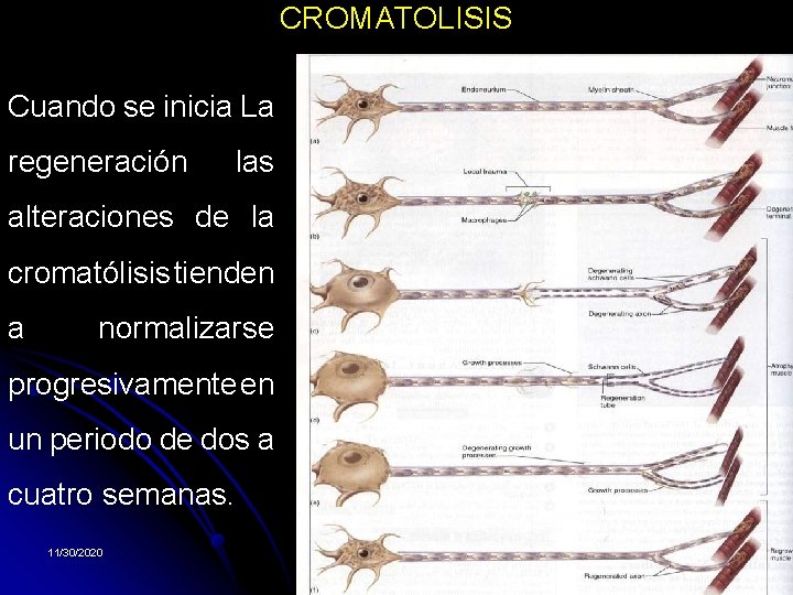 CROMATOLISIS Cuando se inicia La regeneración las alteraciones de la cromatólisis tienden a normalizarse CROMATOLISIS Cuando se inicia La regeneración las alteraciones de la cromatólisis tienden a normalizarse