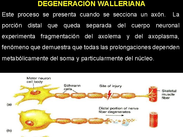 DEGENERACIÓN WALLERIANA Este proceso se presenta cuando se secciona un axón. La porción distal DEGENERACIÓN WALLERIANA Este proceso se presenta cuando se secciona un axón. La porción distal