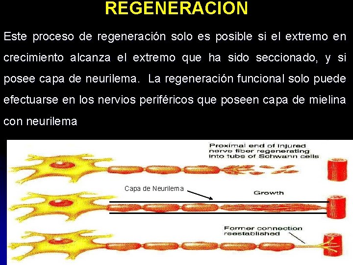 REGENERACION Este proceso de regeneración solo es posible si el extremo en crecimiento alcanza REGENERACION Este proceso de regeneración solo es posible si el extremo en crecimiento alcanza
