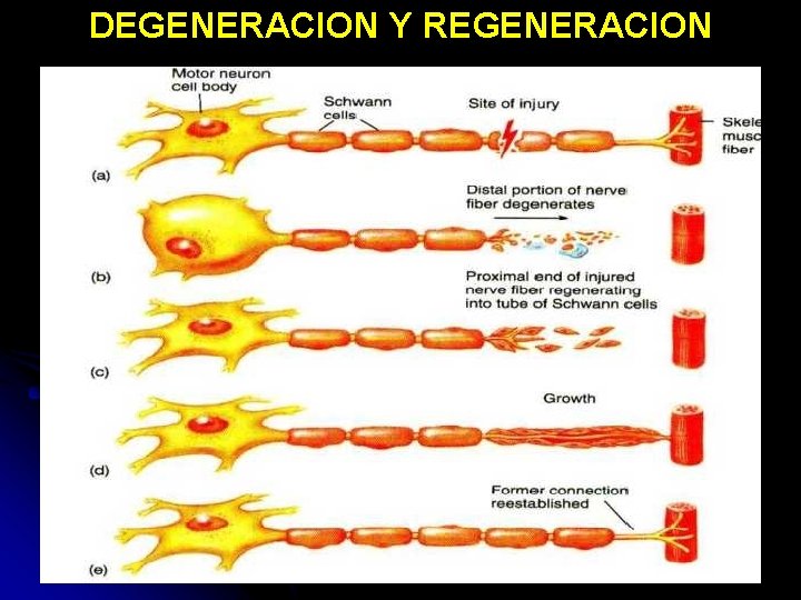 DEGENERACION Y REGENERACION 11/30/2020 Dr. Omar Diaz Tablas 75 DEGENERACION Y REGENERACION 11/30/2020 Dr. Omar Diaz Tablas 75