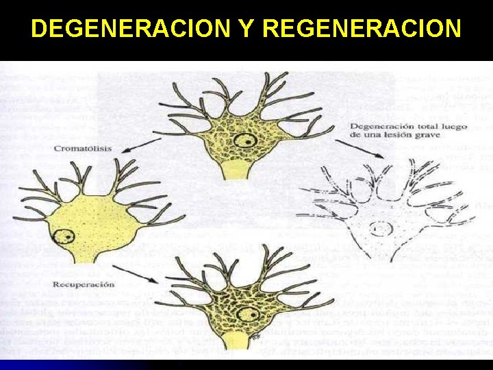 DEGENERACION Y REGENERACION 11/30/2020 Dr. Omar Diaz Tablas 76 DEGENERACION Y REGENERACION 11/30/2020 Dr. Omar Diaz Tablas 76