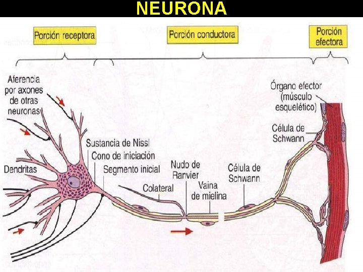 NEURONA 11/30/2020 Dr. Omar Diaz Tablas 9 NEURONA 11/30/2020 Dr. Omar Diaz Tablas 9