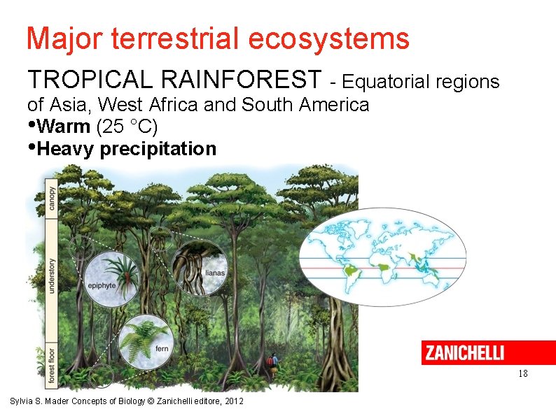 Major terrestrial ecosystems TROPICAL RAINFOREST - Equatorial regions of Asia, West Africa and South