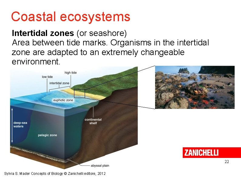Coastal ecosystems Intertidal zones (or seashore) Area between tide marks. Organisms in the intertidal