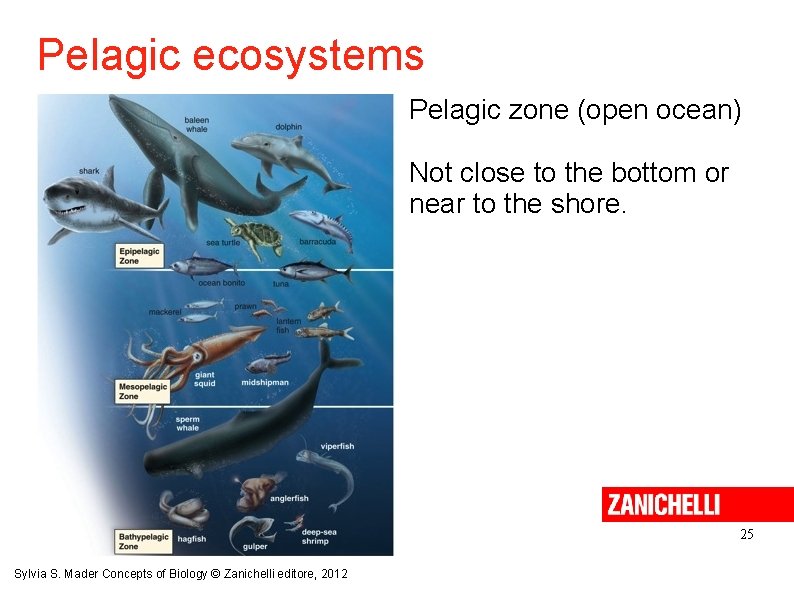 Pelagic ecosystems Pelagic zone (open ocean) Not close to the bottom or near to