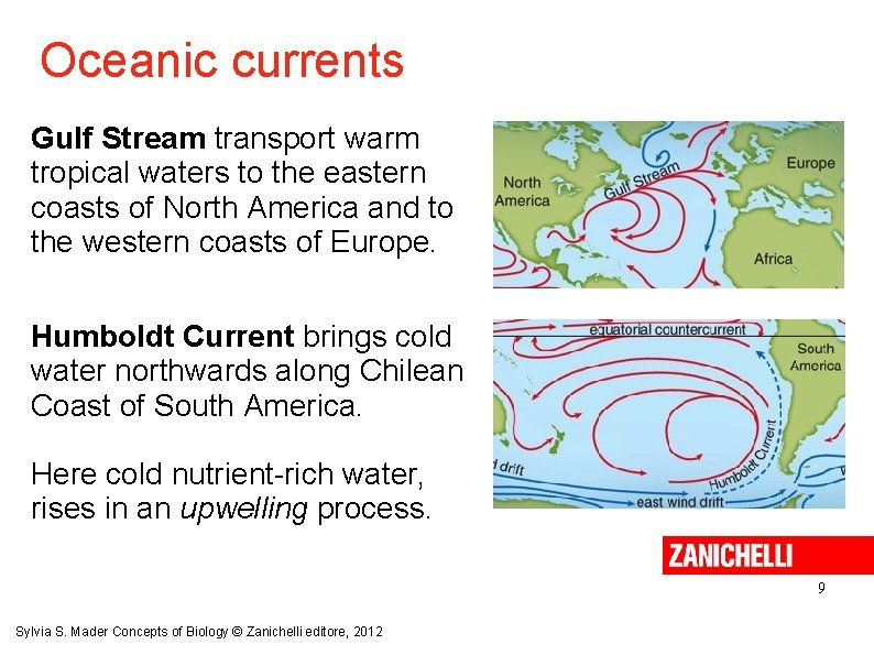 Oceanic currents Gulf Stream transport warm tropical waters to the eastern coasts of North