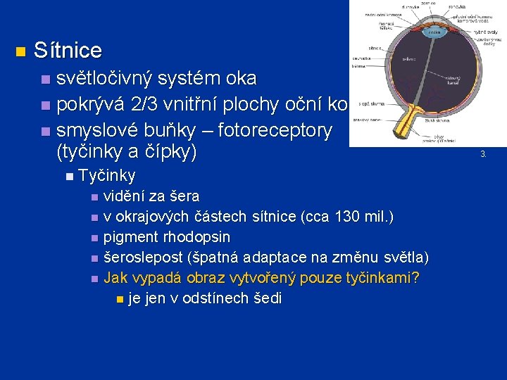 n Sítnice světločivný systém oka n pokrývá 2/3 vnitřní plochy oční koule n smyslové