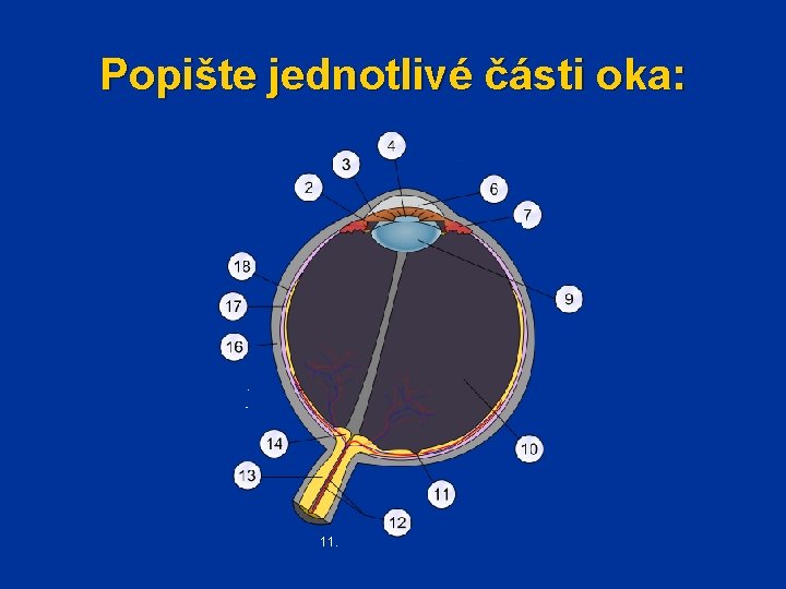 Popište jednotlivé části oka: 11. 