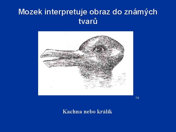 Mozek interpretuje obraz do známých tvarů 14. Kachna nebo králík 
