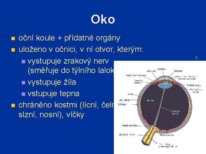 Oko n n n oční koule + přídatné orgány uloženo v očnici, v ní