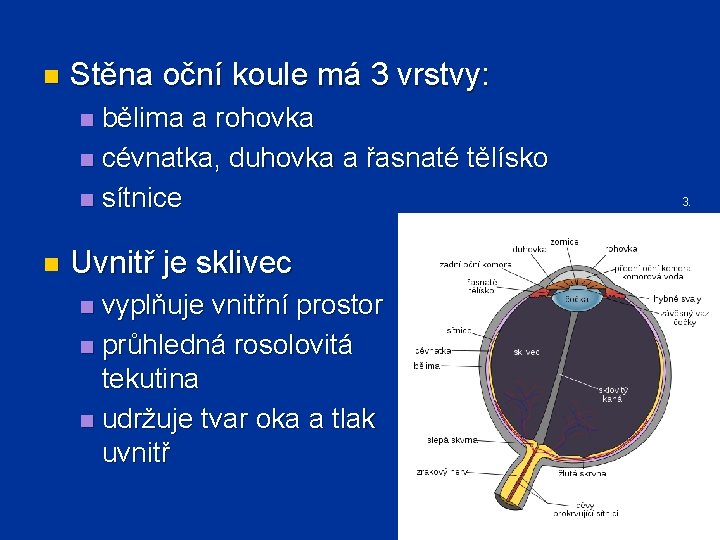 n Stěna oční koule má 3 vrstvy: bělima a rohovka n cévnatka, duhovka a