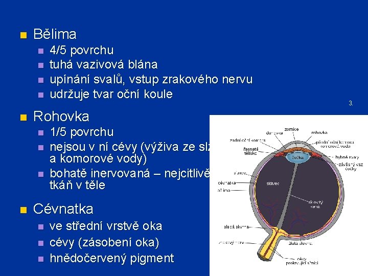 n Bělima n n n 3. Rohovka n n 4/5 povrchu tuhá vazivová blána