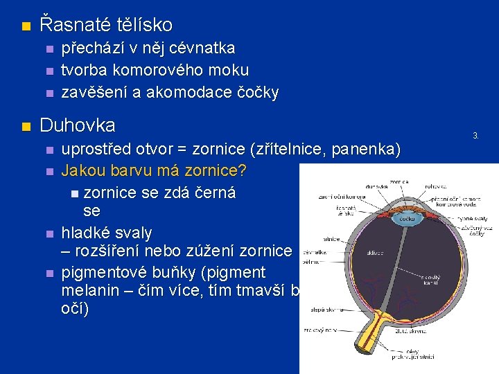 n Řasnaté tělísko n n přechází v něj cévnatka tvorba komorového moku zavěšení a