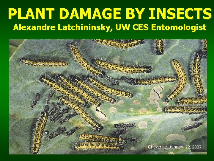 PLANT DAMAGE BY INSECTS Alexandre Latchininsky, UW CES Entomologist Cheyenne, January 22, 2007 