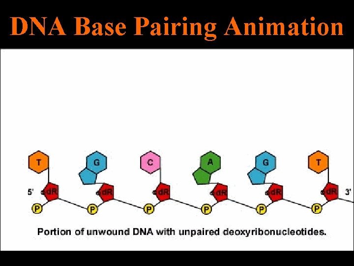 DNA Base Pairing Animation 